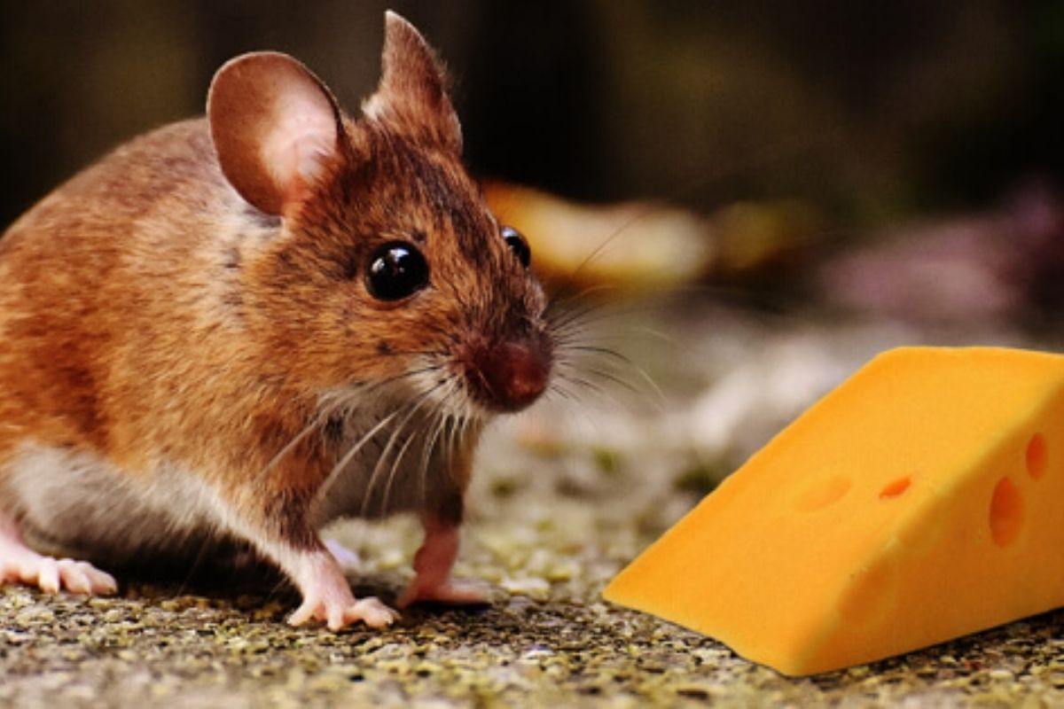 une souris et un morceau de fromage