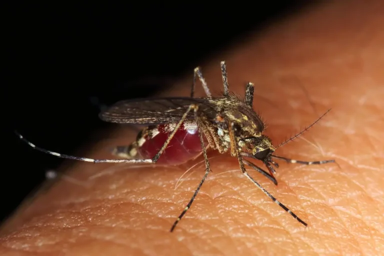 Say Goodbye to Household Insects with This Old-School Recipe