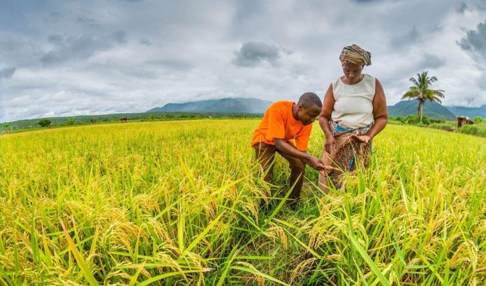 Production agricole