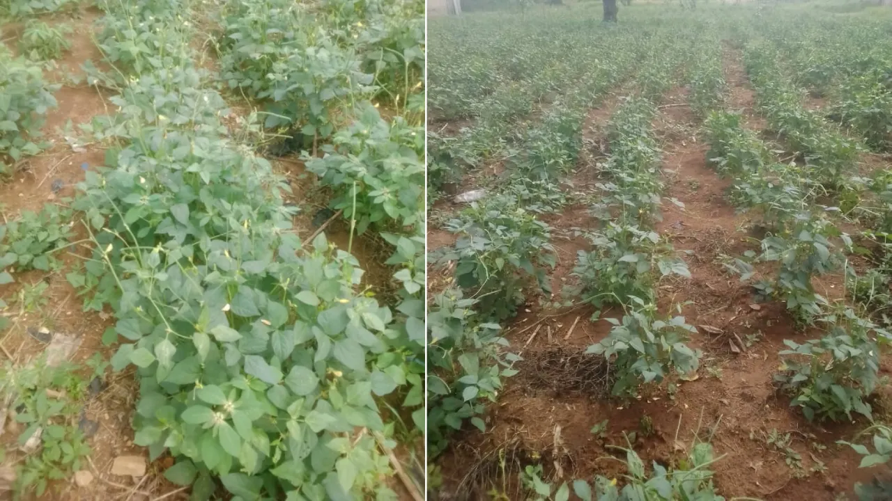 Le niébé, entre transition agro-écologique et justice de genre