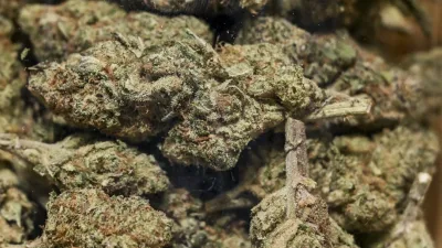 Cannabis