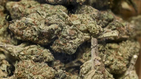Cannabis