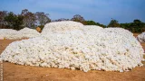 Coton du Bénin