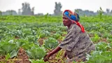 17 millions USD pour renforcer l’agriculture résiliente
