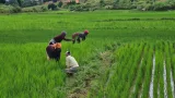 Madagascar: un scandale d'État autour des semences contaminées révélé par la Cour des comptes