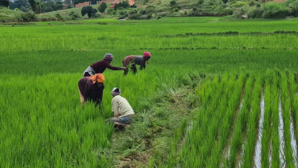 Madagascar: un scandale d'État autour des semences contaminées révélé par la Cour des comptes