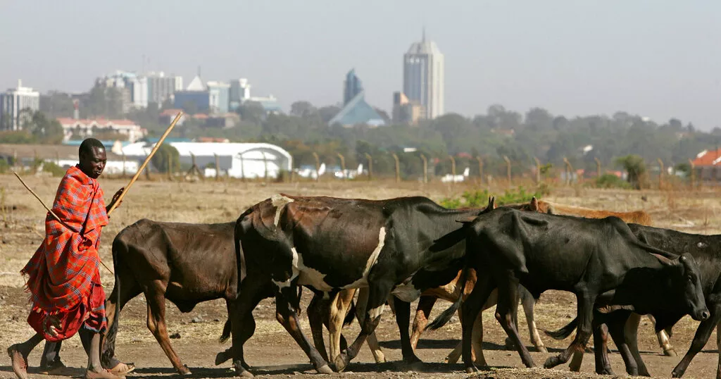 Kenya : le bétail presque détruit par la sécheresse, des éleveurs à bout