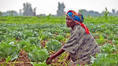 17 millions USD pour renforcer l’agriculture résiliente