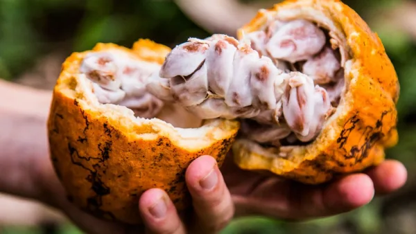Le cacao