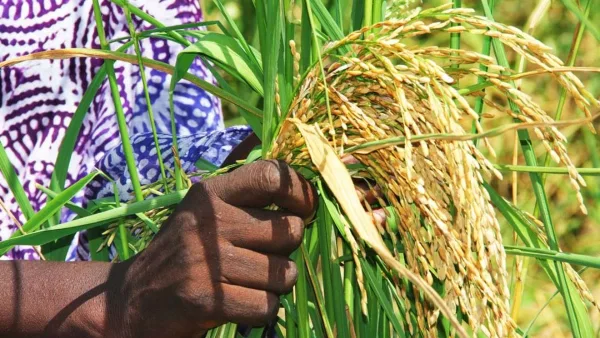 Un champ de riz