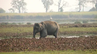 Un éléphant d’Asie dans la réserve de Kaziranga, en Assam, image d’illustration