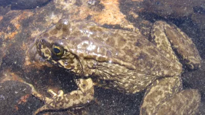 Une grenouille montagnarde à pattes jaunes Rana muscosa
