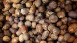 L'amande de karité