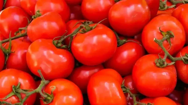 Les tomates