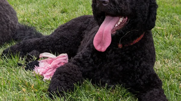 Sunny, la chienne de la famille Obama, à la Maison-Blanche en 2013