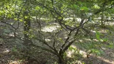 Iboga (Tabernanthe iboga), arbuste d’Afrique équatoriale