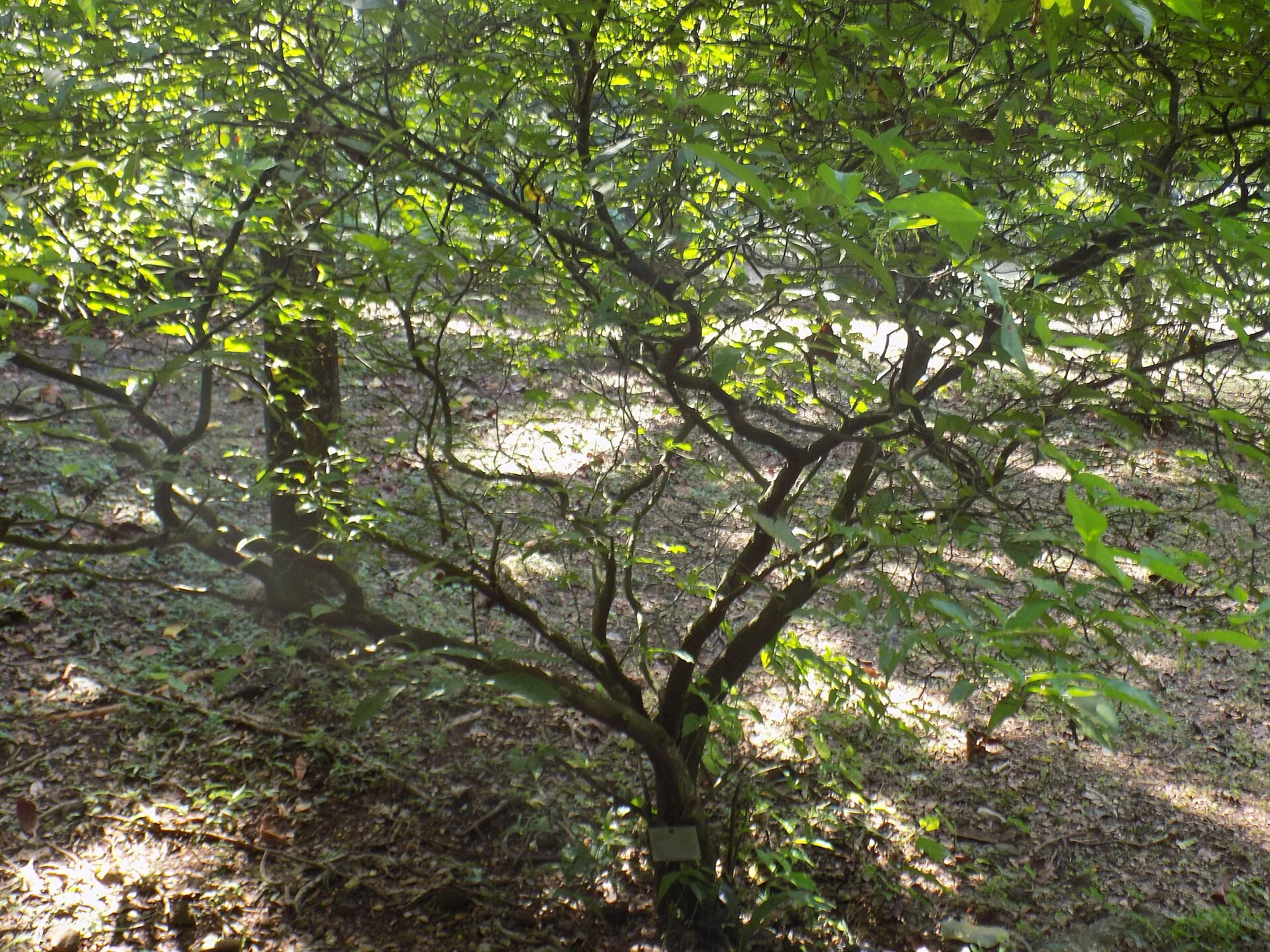Iboga (Tabernanthe iboga), arbuste d’Afrique équatoriale