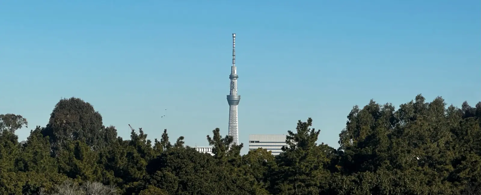 Vue panoramique de Tokyo avec la Tokyo Skytree