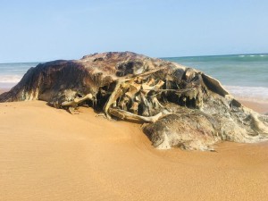 Squelette d'une partie de baleine qui a échoué, dimanche 17 Avril 2022, sur la plage de l'hôtel SOFITEL ex-Sherathon en construction Ã  Cotonou. Photo : page Facebook Nature Tropicale ONG Bénin