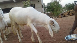 Un bélier