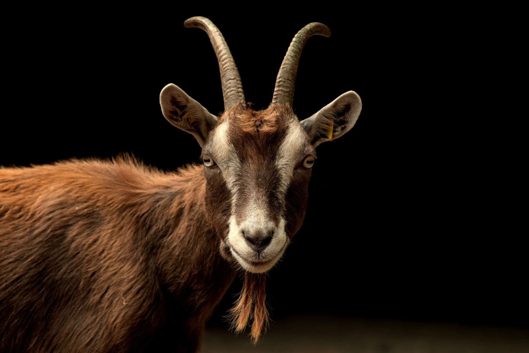 La chèvre domestique est une espèce de mammifères herbivore ruminant, appartenant Ã  la famille des bovidés, sous-famille des caprins.