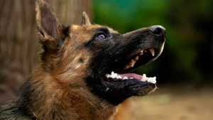 Un chien