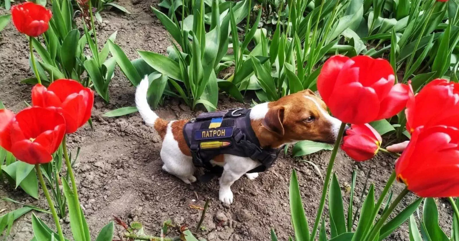 Le Président ukrainien décerne une médaille d’honneur Ã  Patron, le chien détecteur de bombes