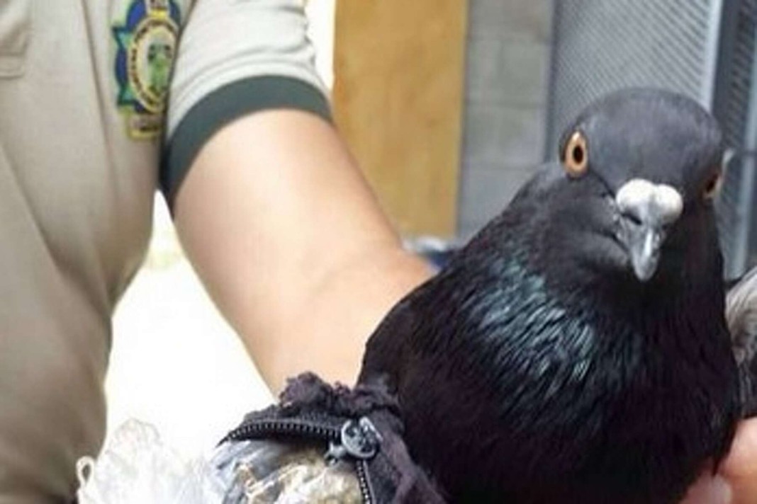 La police péruvienne arrête un «pigeon dealer» qui tentait de faire passer de la marijuana en prison