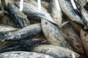 poissons