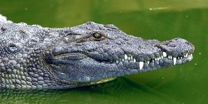Crocodile @lejdd.fr