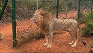 Ghana: un lion tue un homme qui est entré dans son enclos au zoo