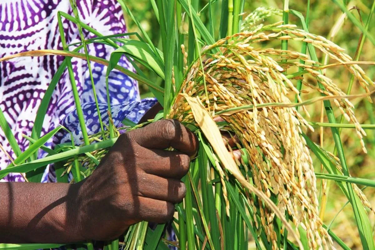 Un champ de riz