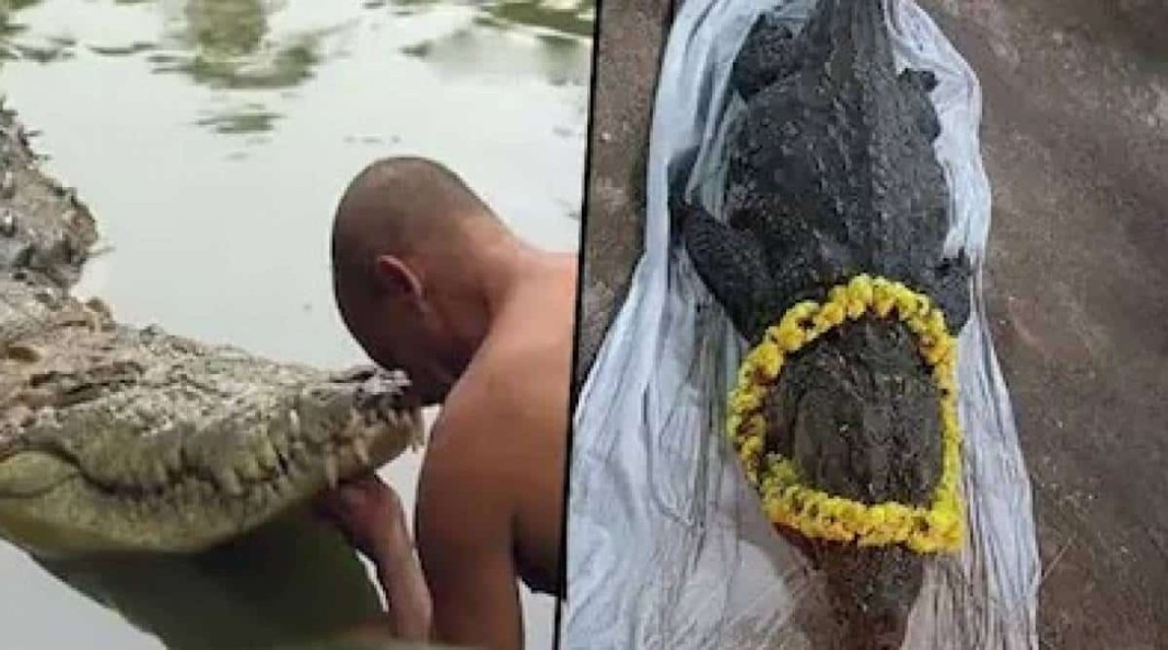 En Inde, les funérailles grandioses de Babia, crocodile 