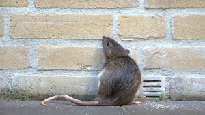rats accusés d'avoir mangé le cannabis en Inde