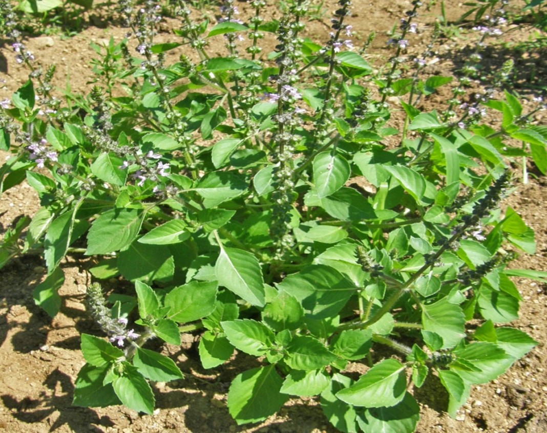 des plantes de basilic