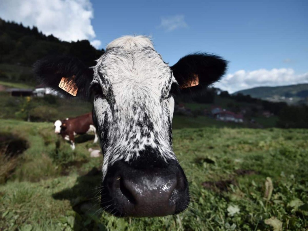 les vaches expulsent du méthane (CH4) en éructant, contrairement Ã  une idée répandue qui attribuent ces rejets Ã  leurs flatulences.