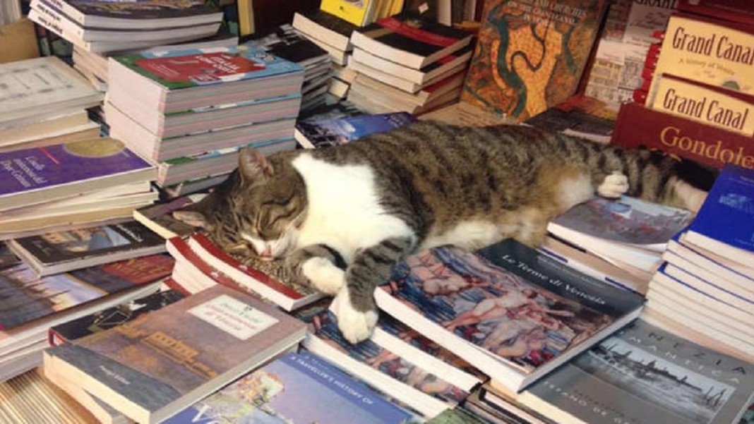 Le chat Tigre, symbole de la bibliothèque Acqua Alta et de Venise