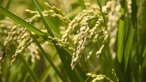Production de blé