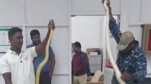Inde: une femme embarque 22 serpents et un caméléon dans un avion