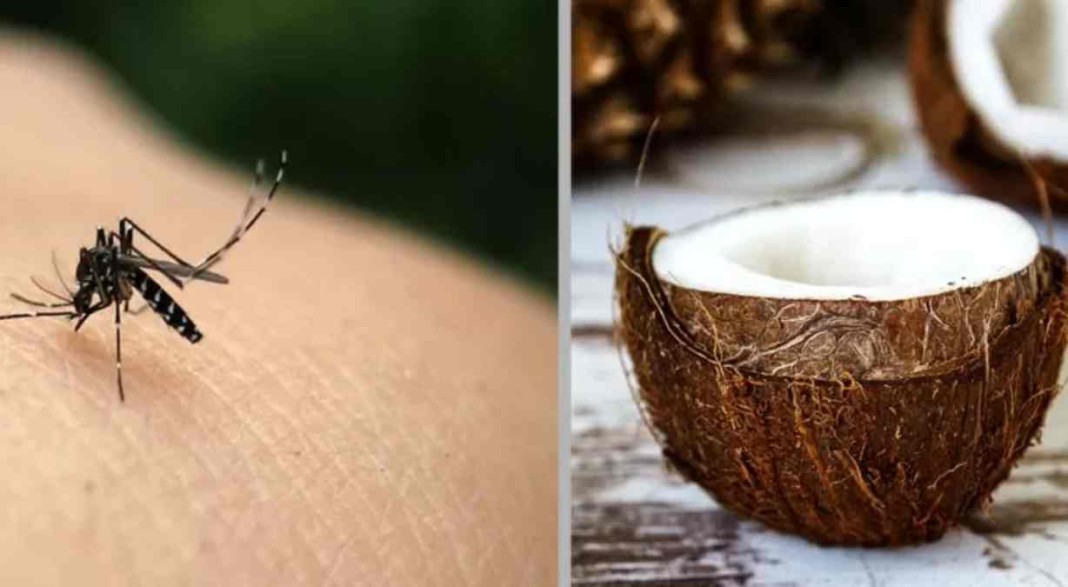 moustique une noix de coco divisée en deux