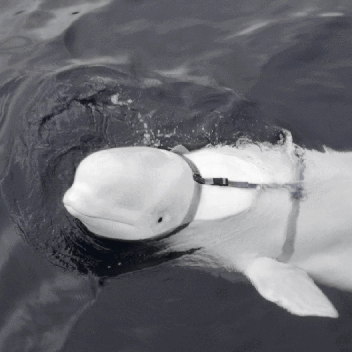 Hvaldimir, un béluga considéré comme un espion russe