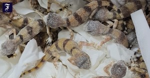 Les douaniers de l’aéroport de Vienne ont récemment intercepté les reptiles qui avaient pris un vol en provenance d’Éthiopie.