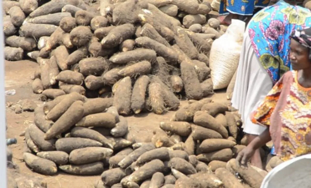 Agriculture tubercule Togo