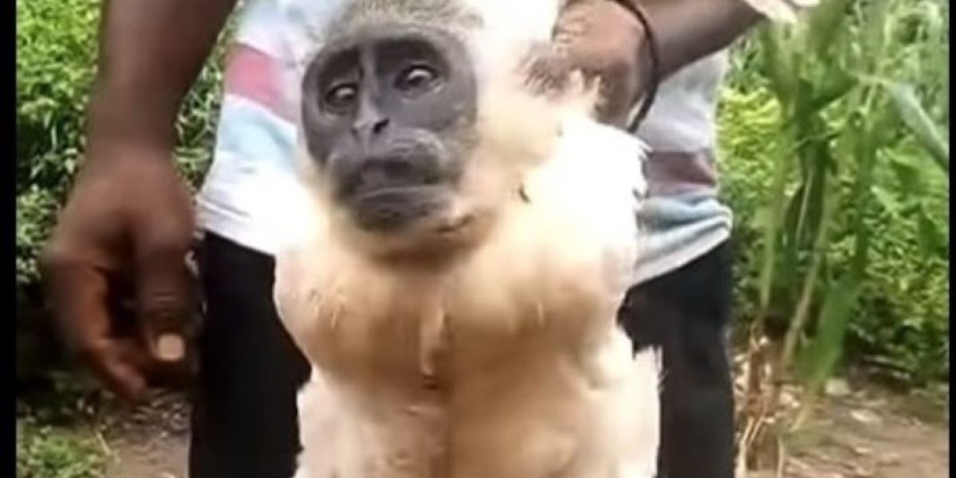 Coq au visage de singe