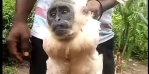 Coq au visage de singe