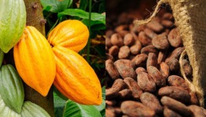 Cacao Côte d'Ivoire