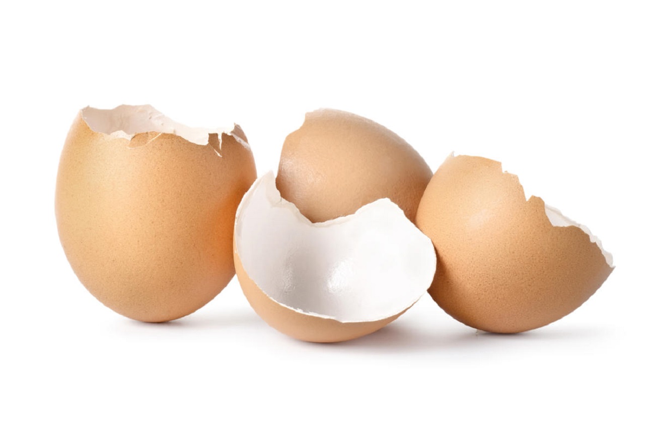 Des coquilles d'œufs