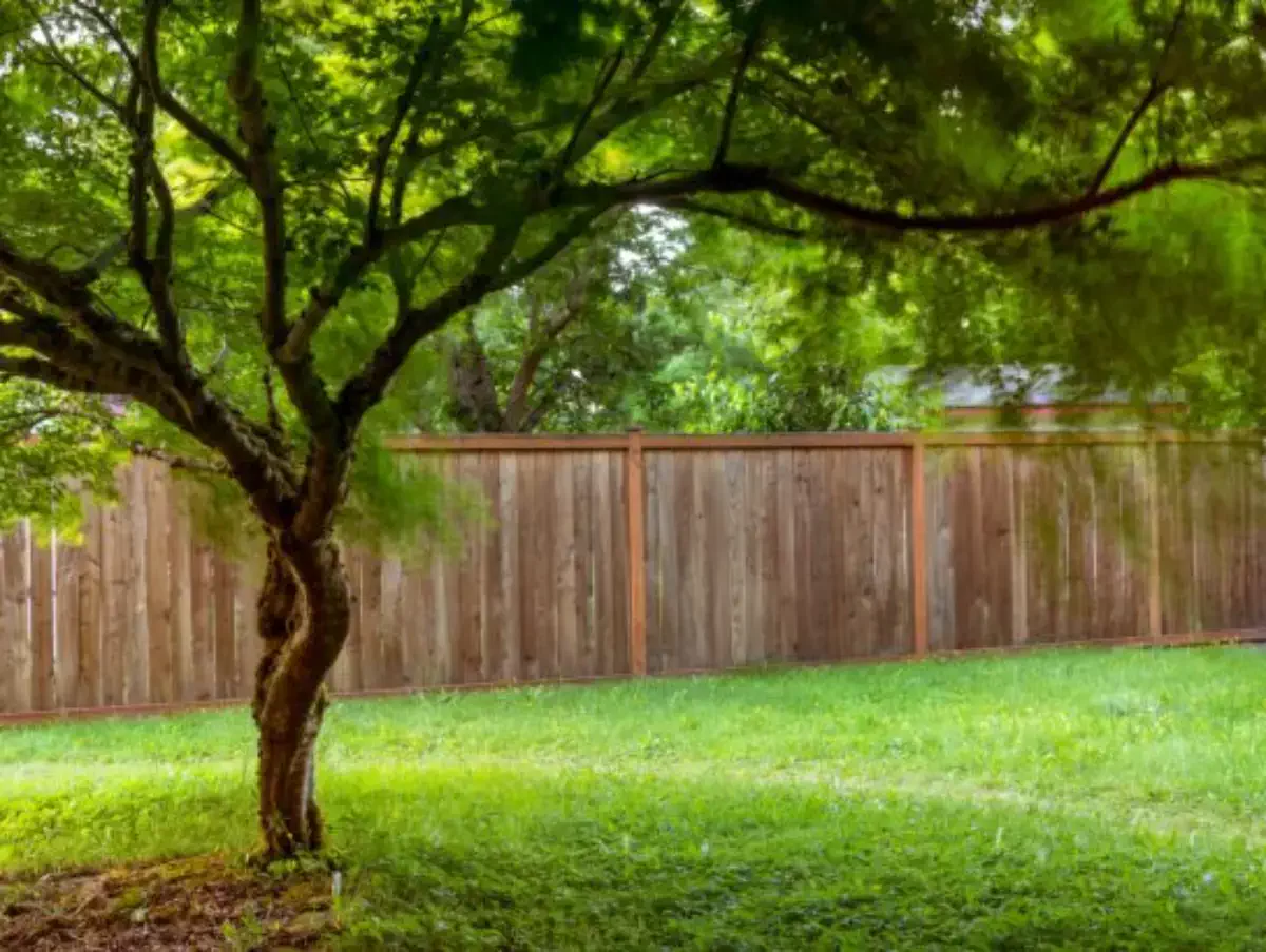 Arbre feuillu à proximité d'une maison, illustrant les risques de plantation.
