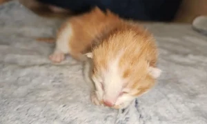 Chat cloné