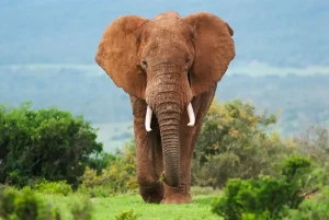 Eléphant